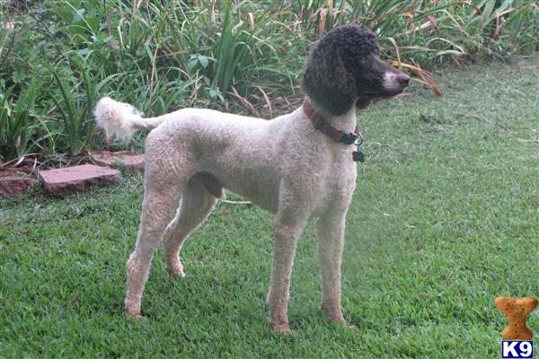 Stud Dogs - Poodle